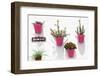 Made in Spain Collection - Pink Pots Wall-Philippe Hugonnard-Framed Photographic Print