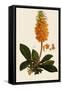 Madeira Foxglove-Ferdinand Bauer-Framed Stretched Canvas