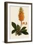 Madeira Foxglove-Ferdinand Bauer-Framed Giclee Print