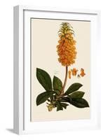 Madeira Foxglove-Ferdinand Bauer-Framed Giclee Print