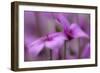 Madeiran Cranesbill Pink Coloured Blossoms-null-Framed Photographic Print