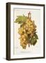 Madeleine Angevine Grape-A. Kreyder-Framed Giclee Print