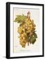 Madeleine Angevine Grape-A. Kreyder-Framed Giclee Print