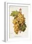 Madeleine Angevine Grape-A. Kreyder-Framed Giclee Print