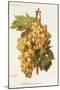 Madeleine Angevine Grape-A. Kreyder-Mounted Giclee Print