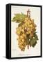 Madeleine Angevine Grape-A. Kreyder-Framed Stretched Canvas