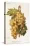 Madeleine Angevine Grape-A. Kreyder-Stretched Canvas