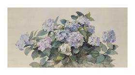 Hydrangeas-Madeleine-Jeanne Lemaire-Framed Premium Giclee Print