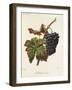 Madeleine Noire Grape-A. Kreyder-Framed Giclee Print