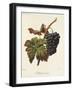 Madeleine Noire Grape-A. Kreyder-Framed Giclee Print