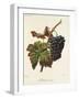 Madeleine Noire Grape-A. Kreyder-Framed Giclee Print