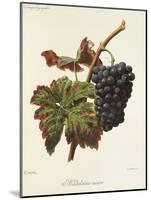 Madeleine Noire Grape-A. Kreyder-Mounted Giclee Print