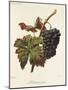 Madeleine Noire Grape-A. Kreyder-Mounted Giclee Print