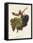 Madeleine Noire Grape-A. Kreyder-Framed Stretched Canvas