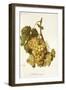 Madeleine Royale Grape-A. Kreyder-Framed Giclee Print