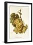 Madeleine Royale Grape-A. Kreyder-Framed Giclee Print