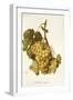 Madeleine Royale Grape-A. Kreyder-Framed Giclee Print