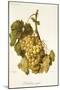 Madeleine Royale Grape-A. Kreyder-Mounted Giclee Print