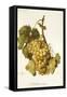 Madeleine Royale Grape-A. Kreyder-Framed Stretched Canvas