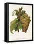 Madeleine Salomon Grape-A. Kreyder-Framed Stretched Canvas