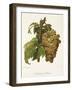 Madeleine Salomon Grape-A. Kreyder-Framed Giclee Print