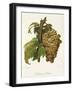 Madeleine Salomon Grape-A. Kreyder-Framed Giclee Print