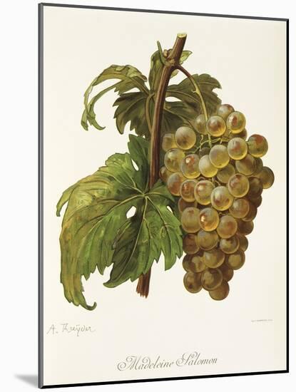 Madeleine Salomon Grape-A. Kreyder-Mounted Giclee Print