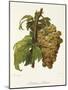 Madeleine Salomon Grape-A. Kreyder-Mounted Giclee Print