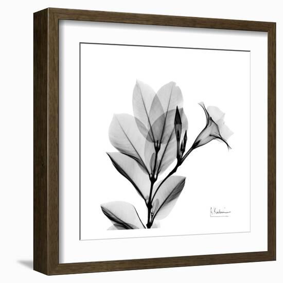 Madelia in Black and White-Albert Koetsier-Framed Art Print