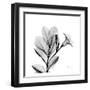 Madelia in Black and White-Albert Koetsier-Framed Art Print