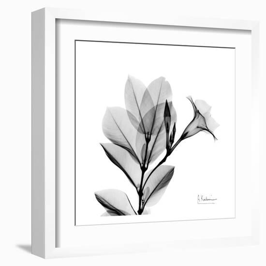 Madelia in Black and White-Albert Koetsier-Framed Art Print