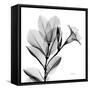 Madelia in Black and White-Albert Koetsier-Framed Stretched Canvas