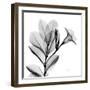 Madelia in Black and White-Albert Koetsier-Framed Art Print