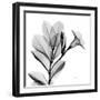 Madelia in Black and White-Albert Koetsier-Framed Art Print