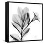 Madelia in Black and White-Albert Koetsier-Framed Stretched Canvas