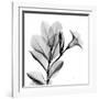 Madelia in Black and White-Albert Koetsier-Framed Art Print