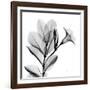 Madelia in Black and White-Albert Koetsier-Framed Art Print