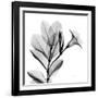 Madelia in Black and White-Albert Koetsier-Framed Art Print