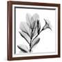 Madelia in Black and White-Albert Koetsier-Framed Art Print