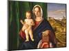 Madonna and Child, 1509 (Oil on Panel)-Giovanni Bellini-Mounted Giclee Print