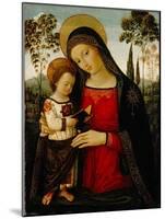 Madonna and Child, c.1490-1495-Bernardino di Betto Pinturicchio-Mounted Giclee Print