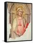 Madonna Del Parto-Taddeo Gaddi-Framed Stretched Canvas