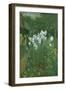 Madonna Lilies in a Garden-Walter Crane-Framed Giclee Print