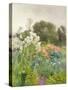 Madonna Lilies-Mildred Anne Butler-Stretched Canvas