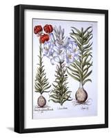 Madonna Lily and Bulb, Red Martagon of Constantinople, from 'Hortus Eystettensis', by Basil Besler-German School-Framed Giclee Print