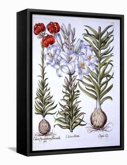 Madonna Lily and Bulb, Red Martagon of Constantinople, from 'Hortus Eystettensis', by Basil Besler-German School-Framed Stretched Canvas