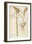 Madonna Lily (Lilium Candidum), Liliaceae by Francesco Peyrolery, Watercolour, 1755-null-Framed Giclee Print