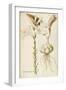 Madonna Lily (Lilium Candidum), Liliaceae by Francesco Peyrolery, Watercolour, 1755-null-Framed Giclee Print