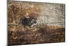 Wood Mount