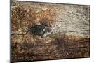 Wood Mount